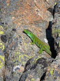 Parelhagendis-jewelled lizard-Perleidechse-Timon lepidus-Spanje-Spain-Spanien