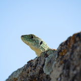 Parelhagendis-jewelled lizard-Perleidechse-Timon lepidus-Spanje-Spain-Spanien