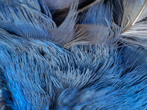 Purperkoet-Purple swamp hen-Purpurhuhn-porphyrio-Spanje-Spain-Spanien