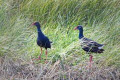 Purperkoet-Purple swamp hen-Purpurhuhn-porphyrio-Spanje-Spain-Spanien
