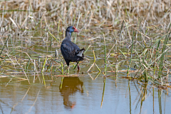 Purperkoet-Purple swamp hen-Purpurhuhn-porphyrio-Spanje-Spain-Spanien