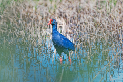 Purperkoet-Purple swamp hen-Purpurhuhn-porphyrio-Spanje-Spain-Spanien