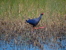 Purperkoet-Purple swamp hen-Purpurhuhn-porphyrio-Spanje-Spain-Spanien