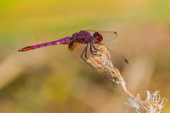 Purperlibel-Violet Dropwing- Violette Sonnenzeiger-Trithemis annulata-Spanje-Spain-Spanien