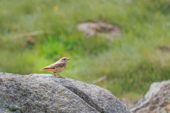 Rode rotslijster-Rock thrush-Steinrotel-Monticola saxatilis-Spanje-Spain-Spanien