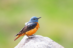 Rode rotslijster-Rock thrush-Steinrotel-Monticola saxatilis-Spanje-Spain-Spanien