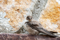 Rotszwaluw-Crag martin-Felsenschwalbe-Ptyonoprogne rupestris-Spanje-Spain-Spanien