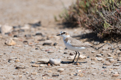 Strandplevier-Kentish plover-Seeregenpfeifer-Anarhynchus alexandrinus-Spanje-Spain-Spanien