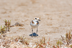 Strandplevier-Kentish plover-Seeregenpfeifer-Anarhynchus alexandrinus-Spanje-Spain-Spanien