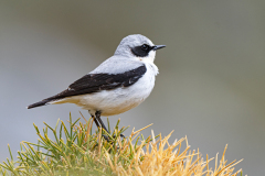 Tapuit-Northern wheatear-Steinschmatzer-Oenanthe oenanthe-Spanje-Spain-Spanien