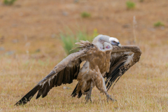 Vale gier-Eurasian griffon vulture-Gänsegeier-Gyps fulvusSpanje-Spain-Spanien