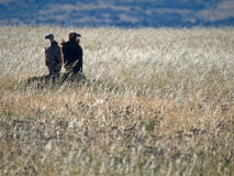 Vale gier-Griffon vulture-Gänsegeier-Gyps fulvus-Monniksgier-Cinereous vulture-Mönchsgeier-Aegypius monachus-Spanje-Spain-Spanien