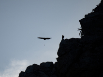 Vale gier-Griffon vulture-Gänsegeier-Gyps fulvus-Spanje-Spain-Spanien