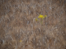 Venkel tussen tarwe-Fennel among wheat-Fenchel zwischen Weizen-Spanje-Spain-Spanien