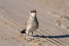 Vorkstaartplevier-Collared pratincole-Rotflugel-Brachschwalbe-Glareola-pratincola-Spanje-Spain-Spanien