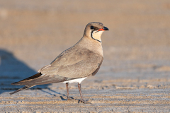 Vorkstaartplevier-Collared pratincole-Rotflugel-Brachschwalbe-Glareola-pratincola-Spanje-Spain-Spanien