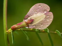 Gele wikke-Yellow vetch-Gelbe Wicke-Vicia lutea-Spanje-Spain-Spanien