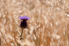 Wilde-Artisjok-Cardoon-Artischocke-Cynarea-cardunculus-Spanje-Spain-Spanien