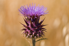 Wilde-Artisjok-Cardoon-Artischocke-Cynarea-cardunculus-Spanje-Spain-Spanien
