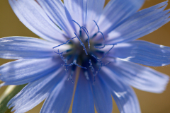 Wilde-cichorei-Common chicory-Wegwarten-Cichorium intybus-Spanje-Spain-Spanien