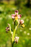 Wolzweverorchis-Sawfly orchid-Ophrys-Tenthredinifera-Wespen-Ragwurz-Ophrys tenthredinifera-Spanje-Spain-Spanien