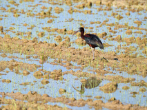 Zwarte Ibis-Glossy Ibis-Sichler-Plegadis falcinellus-Spanje-Spain-Spanien