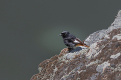 Zwarte roodstaart-Black redstart-Hausrotschwanz-Phoenicurus ochruros-Spanje-Spain-Spanien