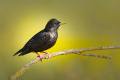 Zwarte spreeuw-Spotless starling-Einfarbstar-Sturnus unicolor-Spanje-Spain-Spanien