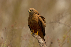 Zwarte wouw-Black kite-Schwarzmilan-Milvus migrans-Spanje-Spain-Spanien