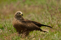Zwarte wouw-Black kite-Schwarzmilan-Milvus migrans-Spanje-Spain-Spanien