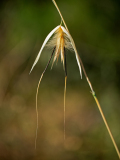 Wilde haver-Wild oat-Taube Hafer-Avena sterilis-Spanje-Spain-Spanien