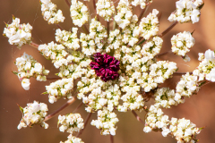Wilde peen-Wild carrot-Möhre-Daucus carota-Spanje-Spain-Spanien