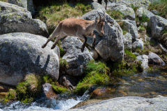 Gredos steenbok-Iberian ibex-Iberiansteinbock-Capra pyrenaica -Spanje-Spain-Spanien