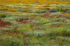 Wildebloemenweide-Wildflower meadow-Wildblumenwiese Toledo-Spanje-Spain-Spanien