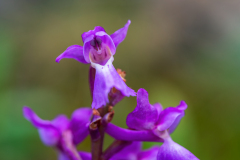 Mannetjesorchis-Early-purple orchid-Männliche Knabenkraut-Orchis mascula -Spanje-Spain-Spanien