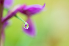 Mannetjesorchis-Early-purple orchid-Männliche Knabenkraut-Orchis mascula -Spanje-Spain-Spanien