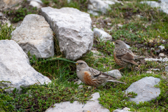 Alpenheggemus-Alpine accentor-Alpenbraunelle-Prunella collaris-Spanje-Spain-Spanien