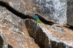 Iberische smaragdhagedis- Iberian emerald lizard-Iberische Smaragdeidechse-Lacerta schreiberi -Spanje-Spain-Spanien