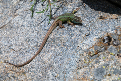 Iberische smaragdhagedis- Iberian emerald lizard-Iberische Smaragdeidechse-Lacerta schreiberi -Spanje-Spain-Spanien