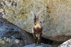 Gredos steenbok-Iberian ibex-Iberiansteinbock-Capra pyrenaica -Spanje-Spain-Spanien