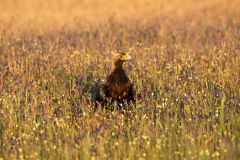 Spaanse keizerarend-Iberian imperial eagle-Iberienadler-Aquila adalberti -Spanje-Spain-Spanien