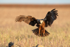 Bruine kiekendief-Western marsh harrier-Rohrweihe-Circus aeruginosus -Spanje-Spain-Spanien