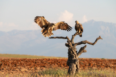 Spaanse keizerarend-Iberian imperial eagle-Iberienadler-Aquila adalberti -Spanje-Spain-Spanien
