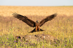 Zwarte wouw-Black kite-Schwartzmilan-Milvus migrans-Spanje-Spain-Spanien
