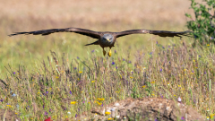 Zwarte wouw-Black kite-Schwartzmilan-Milvus migrans-Spanje-Spain-Spanien