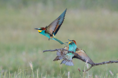 Bijeneter-European bee-eater-Bienenfresser-Merops apiaster -Spanje-Spain-Spanien