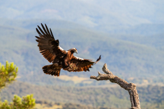 Spaanse keizerarend-Iberian imperial eagle-Iberienadler-Aquila adalberti-Spanje-Spain-Spanien