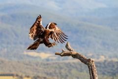 Spaanse keizerarend-Iberian imperial eagle-Iberienadler-Aquila adalberti-Spanje-Spain-Spanien