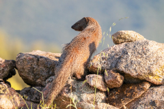 Egyptische mangoest-Egyptian mongoose-Buschteufel-Herpestes ichneumon -Spanje-Spain-Spanien