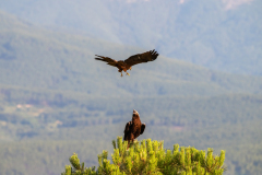 Spaanse keizerarend-Iberian imperial eagle-Iberienadler-Aquila adalberti-Spanje-Spain-Spanien